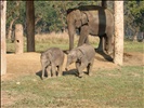 Royal Chitwan National Park